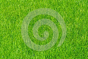Grass lawn natural texture. Green grass background.