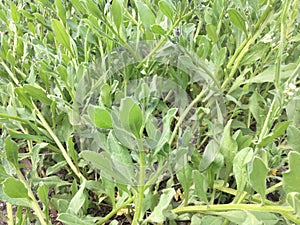 Grass on the lawn near the house close up early morning photo