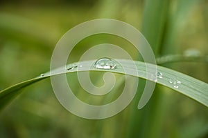 Grass leaf with raindrop and human reflection