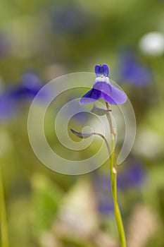 Grass Leaved Bladderwort seent at Kaas Plateau,Satara,Maharashtra,India