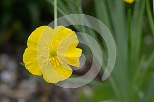 Grass-leaved buttercup Ranunculus gramineus, yellow flower in close-up