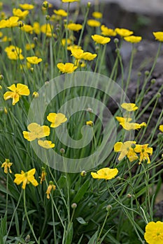 Grass-leaved buttercup Ranunculus gramineus, yellow flowering plants