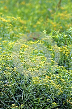 Grass-leaved Goldenrod  602027