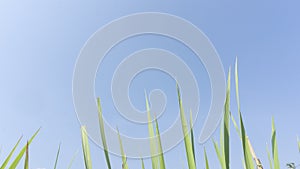 Grass leaves against a blue sky background