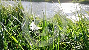 Grass leaves float in wind with river in background