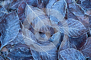 Autumn leaves in first early frost. Winter background