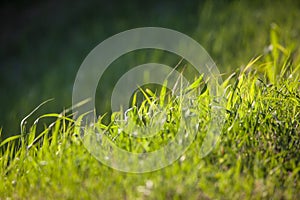 Grass Leaves on Transition from Up