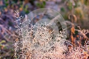Grass leaves wwhite whitened by frost sun light in the morning, in the field and misty morning. Abstract nature background with