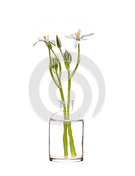 Grass lily nap-at-noon,  or eleven-o`clock lady in a glass vessel on a white background