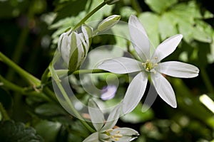 Grass Lily (Ornithogalum umbellatum)