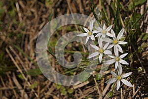 Grass lily or Star-of-Bethlehem - Ornithogalum umbellatum