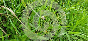 Grass, little flower, beside ricefield its very beautiful