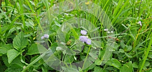 Grass, little flower, beside ricefield its very beautiful