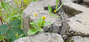 Grass, little flower, beside ricefield its very beautiful