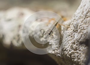 Grass lizard on the rock. Takydromus sexlineatus, the Asian grass lizard, six-striped long-tailed, or long-tailed grass lizard, i