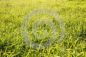 Grass macro background fifty megapixels