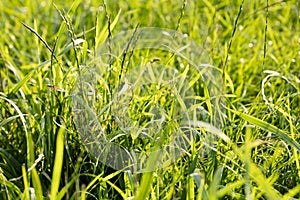 Grass macro background fifty megapixels