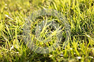 Grass macro background fifty megapixels photo