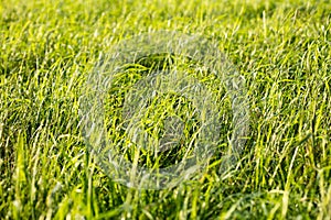 Grass macro background fifty megapixels photo