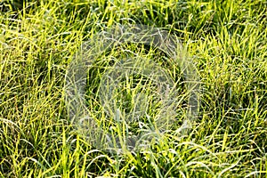 Grass macro background fifty megapixels photo