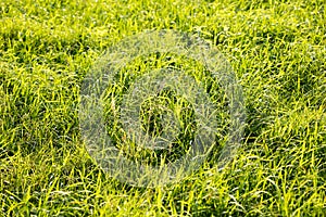 Grass macro background fifty megapixels photo