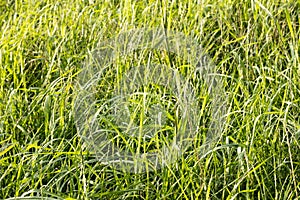 Grass macro background fifty megapixels photo