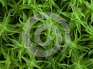 Grass macro photography, saturated green leaves close up