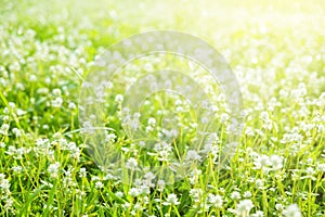 Grass and Maedow in the Garden Morning. Beautiful Nature Background