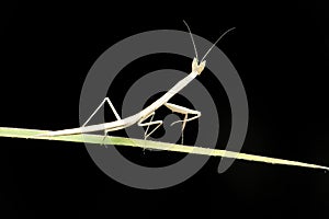 Grass mantis on grass balde, Deiphobella laticeps, Endemic to Western Ghats