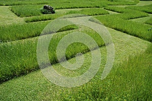 Grass maze 2