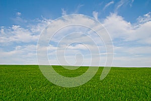 Grass Meadow and Blue Sky