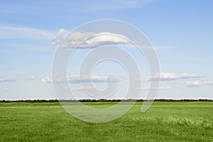 Grass meadow, the blue sky and white clouds