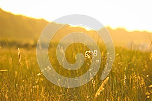 Grass meadow with bushes and flowers on a dune on the coast at sunset. Nature