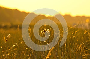 Grass meadow with bushes and flowers on a dune on the coast at sunset. Nature