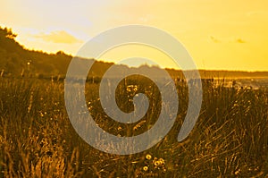 Grass meadow with bushes and flowers on a dune on the coast at sunset. Nature