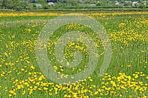 Grass meadow with buttercup flowers