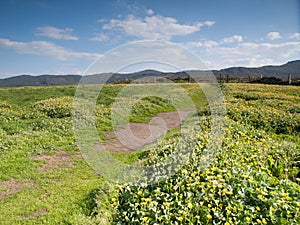 Grass meadow with flowers and a trail