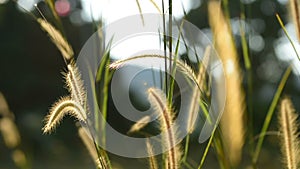 Grass on the meadow in the glory of the afternoon sun