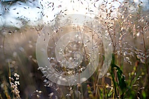Grass in the meadow, in the light of the setting sun on a blurred background on a summer evening. Beautiful picture.