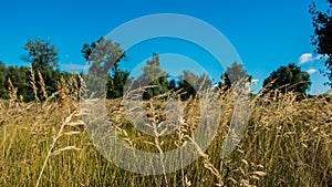 Grass on the meadow at noon