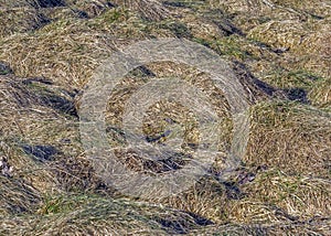 Grass on the meadow withered and bent to earth