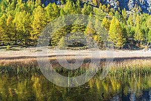 Alpe devero autumnal mountain landscape