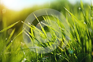 Grass with Morning Dew Drops photo