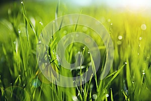 Grass with Morning Dew Drops photo