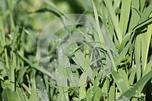 Grass with morning dew. Drops of water, light of the morning sun