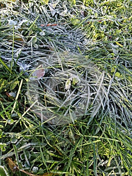 Grass with morning frost
