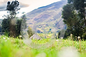 Grass and mountains with a dry trunk and plants photo