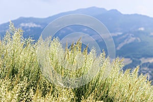 Grass on the mountainside