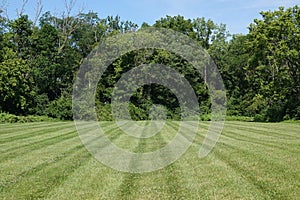 Grass in a Mowed Green Backyard Field and Forest Tree Line