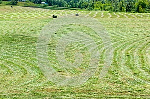 grass mowing